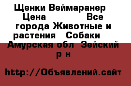 Щенки Веймаранер › Цена ­ 40 000 - Все города Животные и растения » Собаки   . Амурская обл.,Зейский р-н